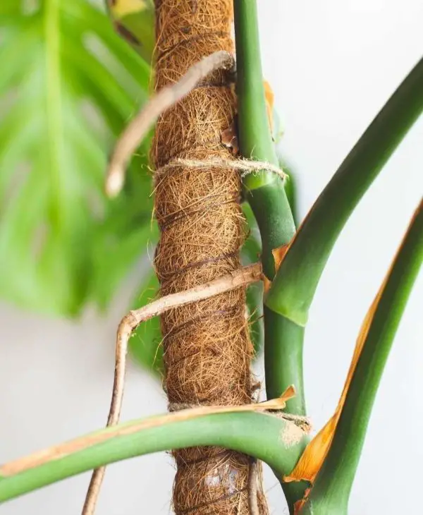 Make Monstera aerial roots climbing to a moss pole