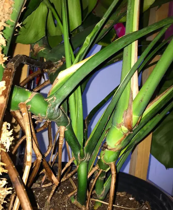 Monstera aerial roots