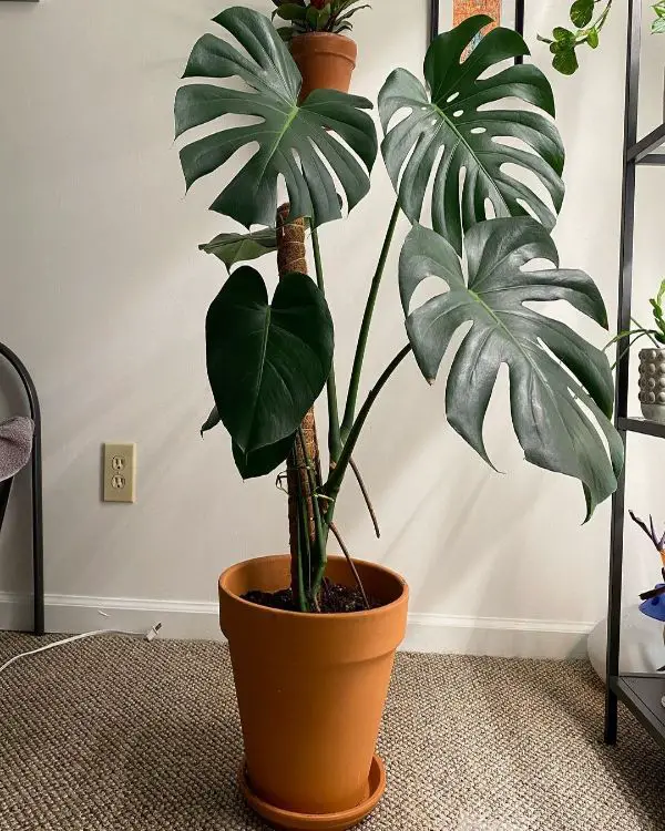 Monstera after being repotted