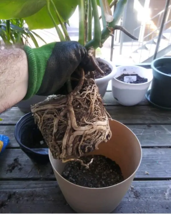 Monstera Deliciosa is being repotting