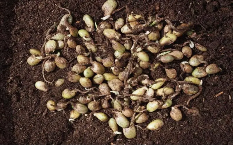 Monstera's good seeds