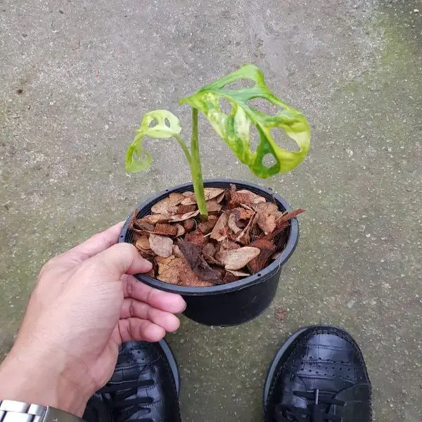 Monstera growth slowly