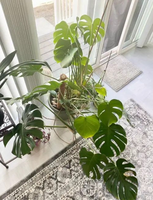 Monstera is often decorated in the house