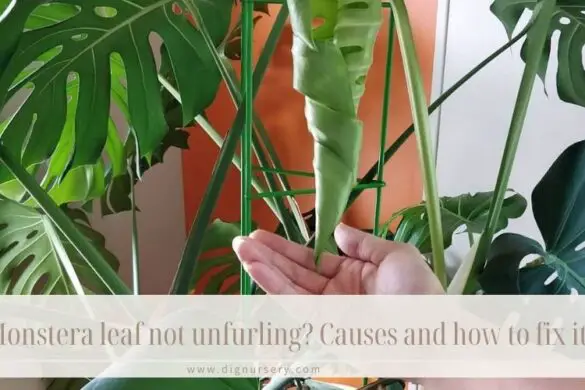 Why Is My Monstera Leaves Drooping Limp Best Solutions