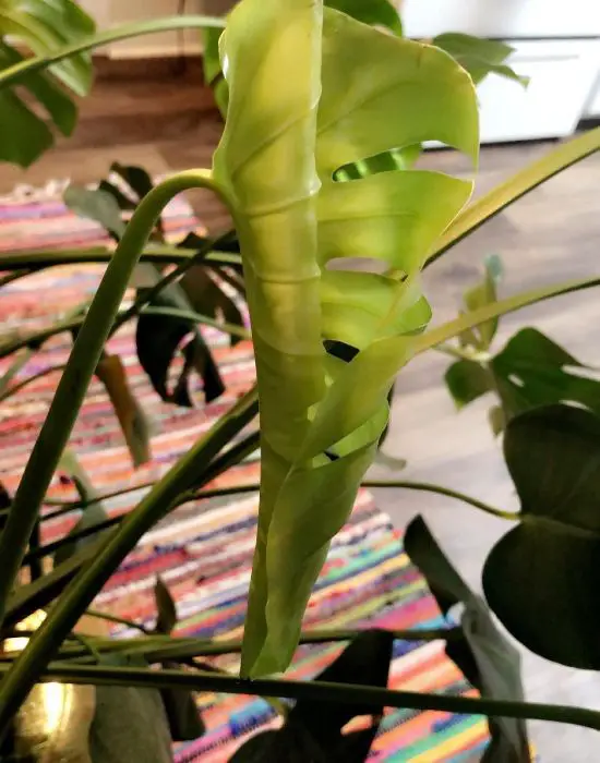 Monstera leaves not unfurling due to lack of water