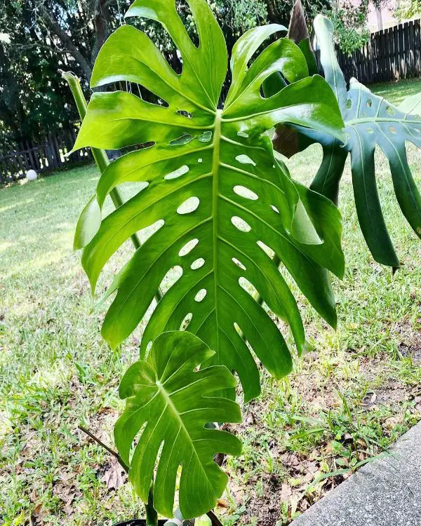 Monstera has a large leaf when growing outdoors