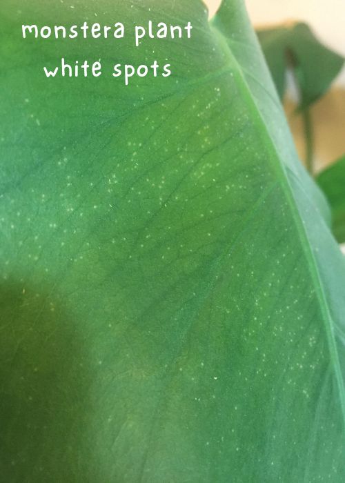 monstera plant white spots