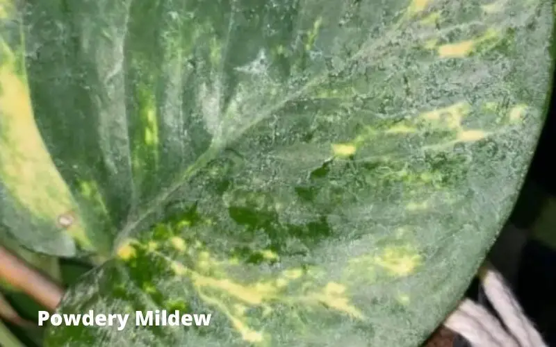 White spots on Monstera leaves