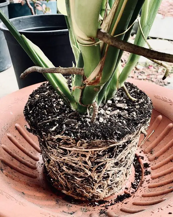 Moved Monstera Plant to a larger container