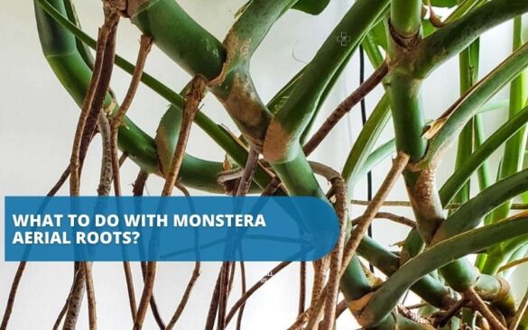 What To Do With Monstera Aerial Roots 585x366 