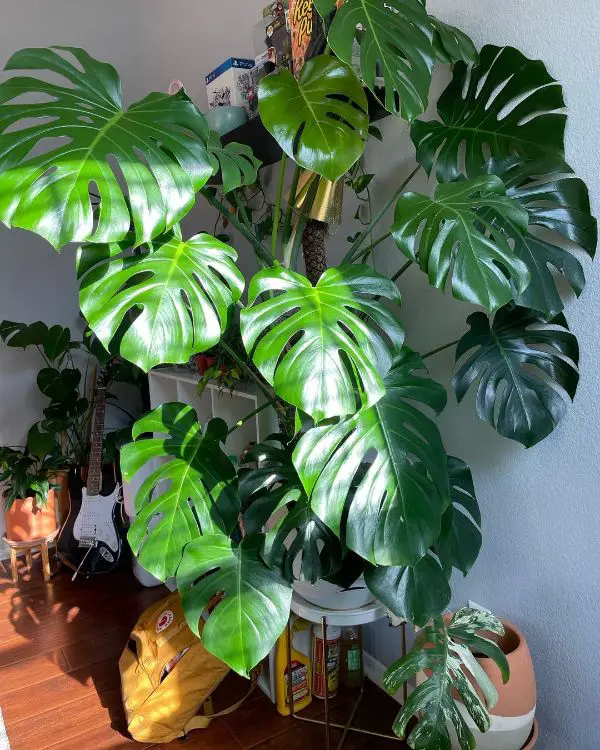 When given medium to brilliant indirect sunshine, Monstera will thrive