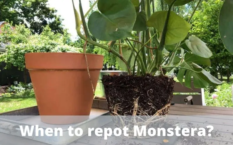 When to repot Monstera?