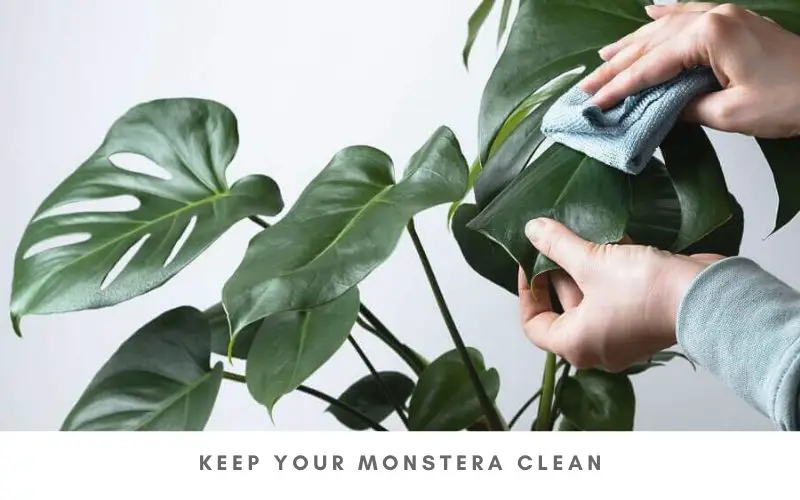 Keep your Monstera clean to speed up its growth