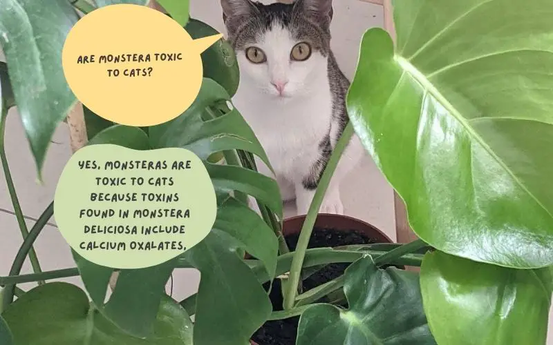 Are Monstera toxic to cats?