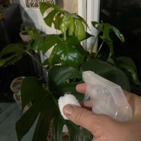 How To Clean Monstera Leaves? Top Tips Will Help You