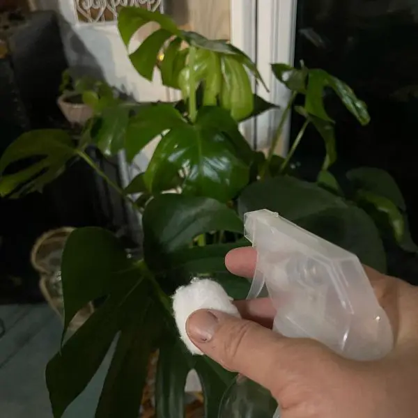 Way to clean Monstera leaves