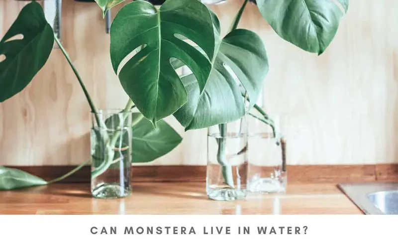 can monstera live in water