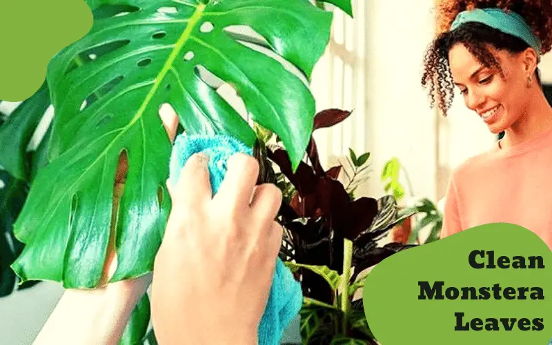 Best Ways To Clean Monstera Leaves