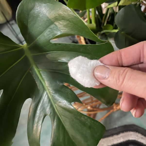 Clean Monstera Leaves Regular