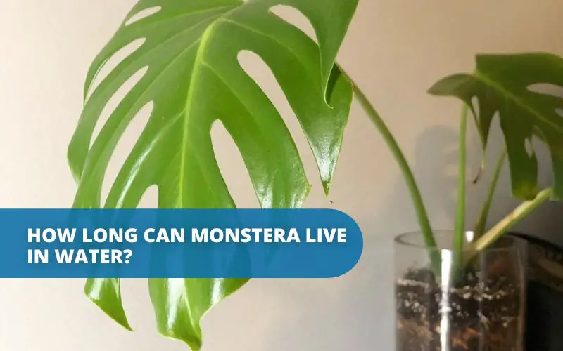 how long can monstera live in water