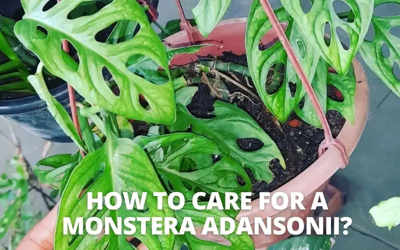 How to care for a Monstera Adansonii