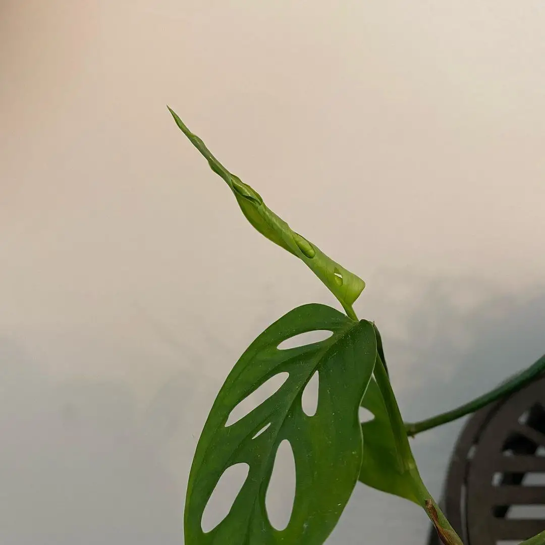 How to get rid of Thrips on Monstera