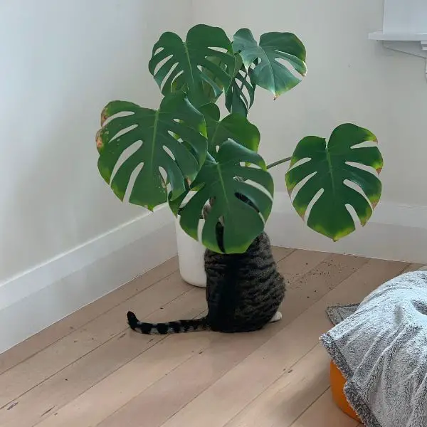 I was hoping our Monstera would survive the cat 