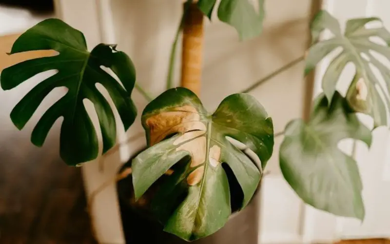 Indicate drainage issues for Monstera