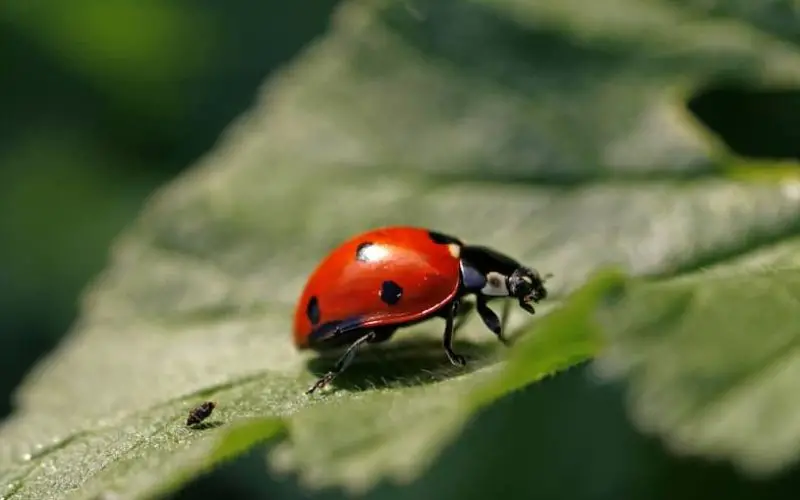 Ladybugs on Monstera