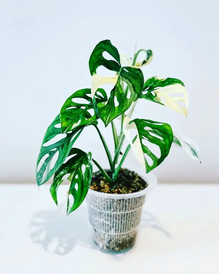 Repot Monstera plants