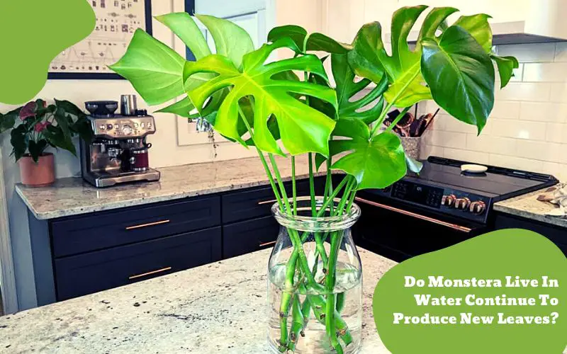 Monstera can live in water continue to produce new leaves