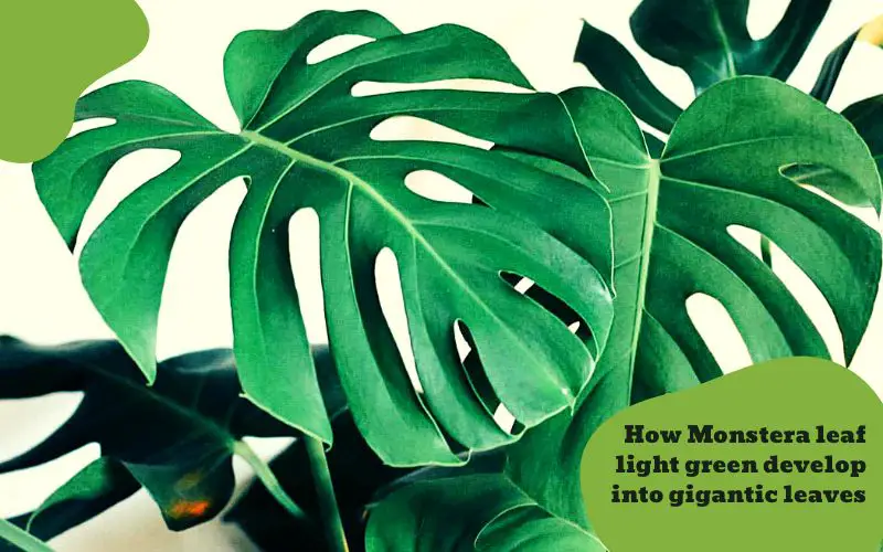 Monstera leaf light green develop into gigantic leaves