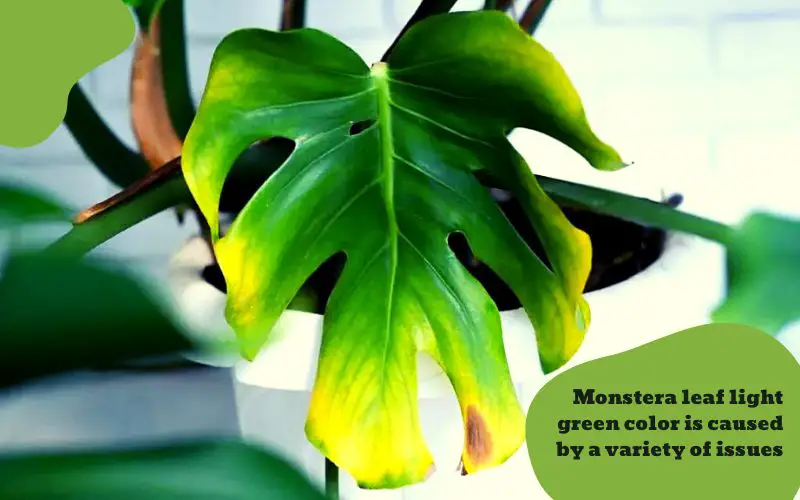 Monstera leaf light green indicates some issues