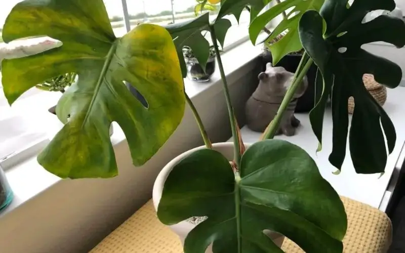 Monstera leaves drooping due to temperature stress