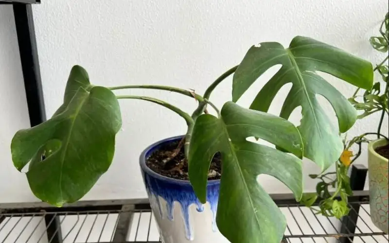 Monstera leaves floppy due to incredibly dry soil