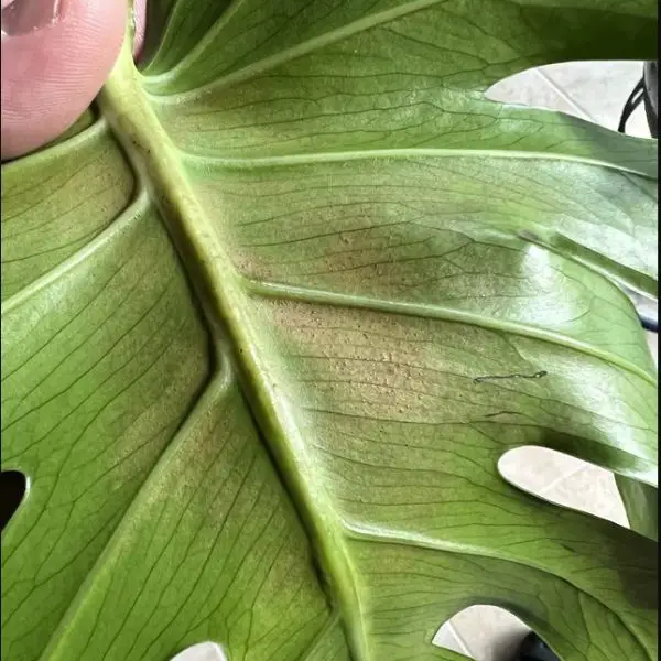 Monstera thrips