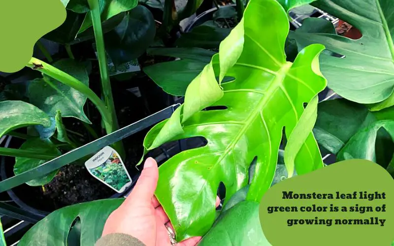 Monstera will produce new light green on a regular basis