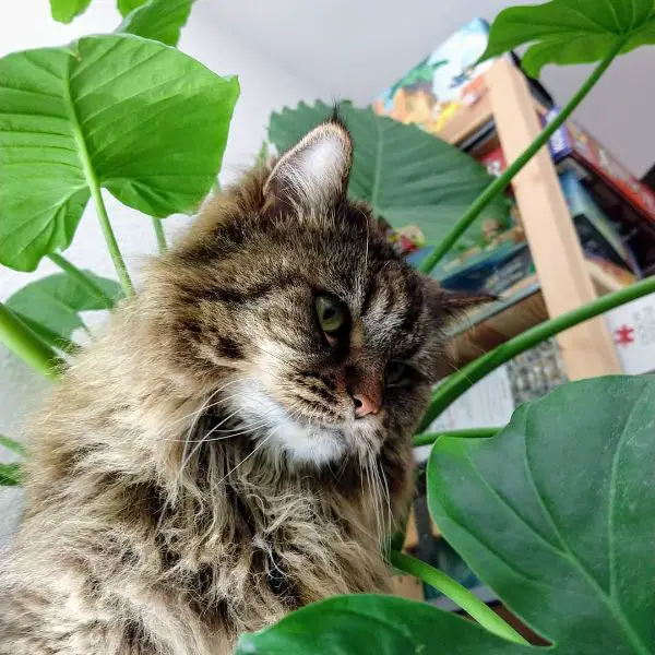 My cat likes to sit high up by the Monstera