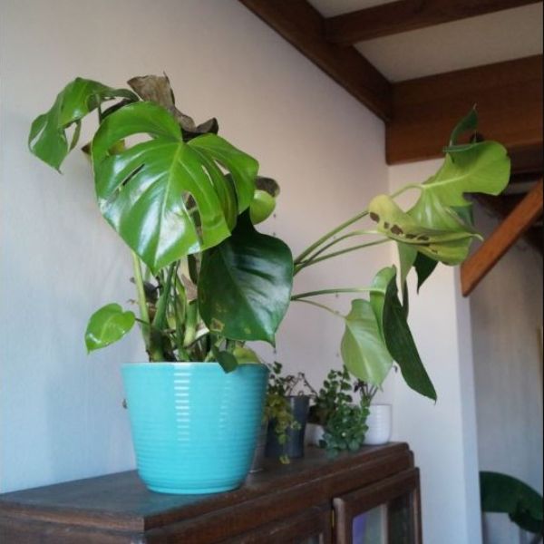 Over-Fertilization Monstera