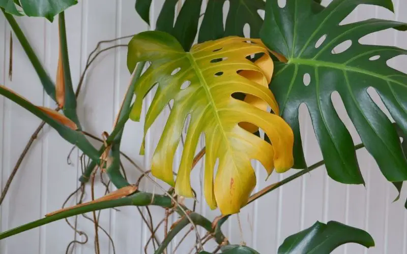 monstera leaves drooping due to overwatering problem
