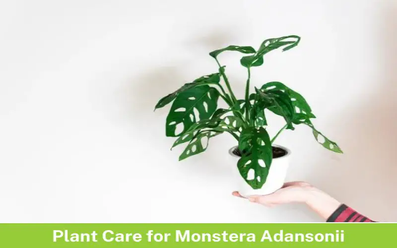 Plant Care for Monstera Adansonii