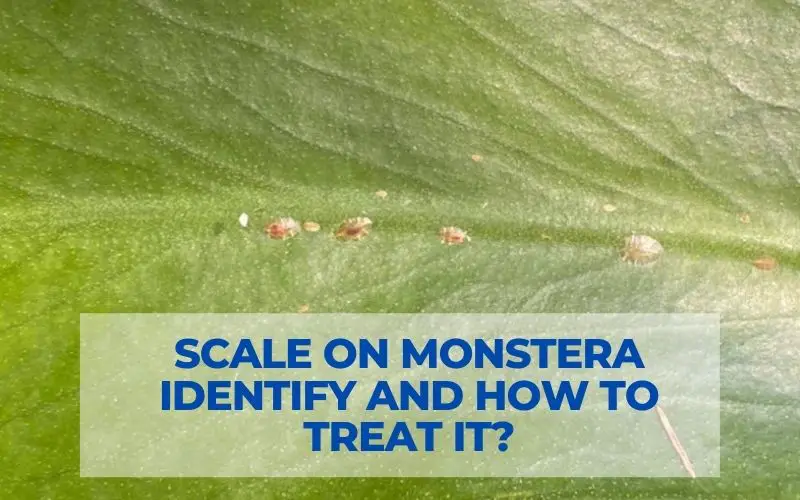 Scale on Monstera - Identify and how to treat it?
