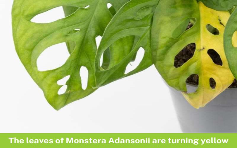 The leaves of Monstera Adansonii are turning yellow