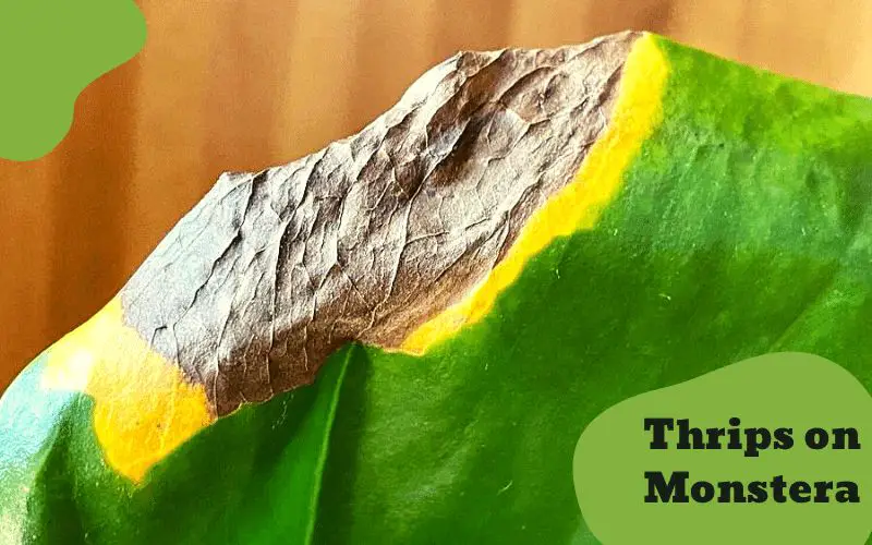 Thrips damage Monstera