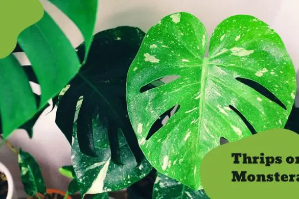 Can Monstera live outside? Tips to make them thrive outdoor