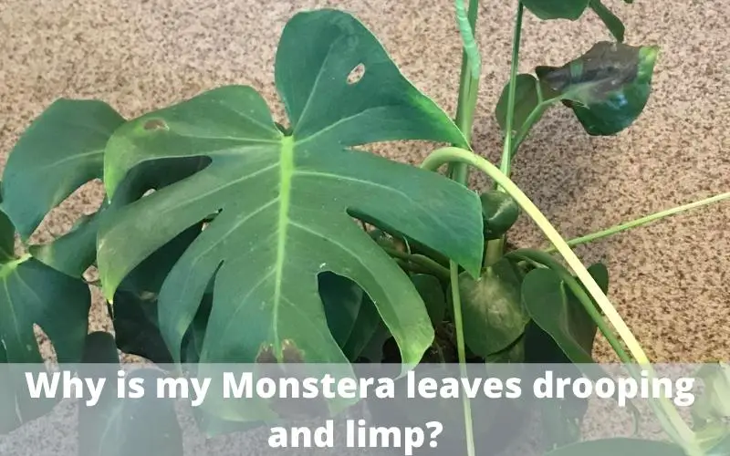 Why is my monstera drooping and limp