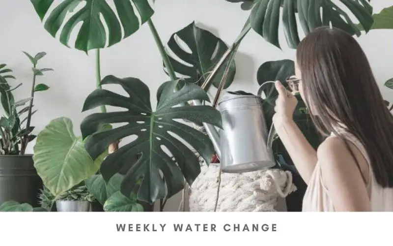 You should change to water weekly for Monstera
