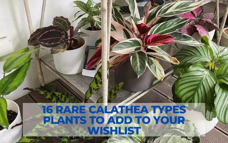 16 Rare Calathea types Plants To Add to Your Wishlist