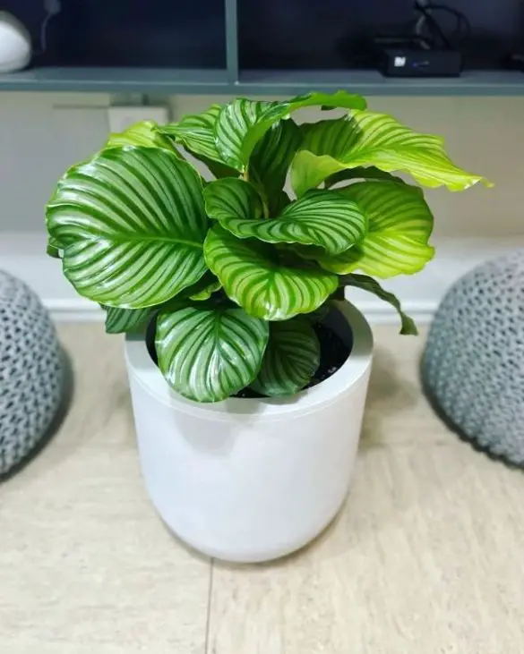 Calathea light requirements How much light do they need?