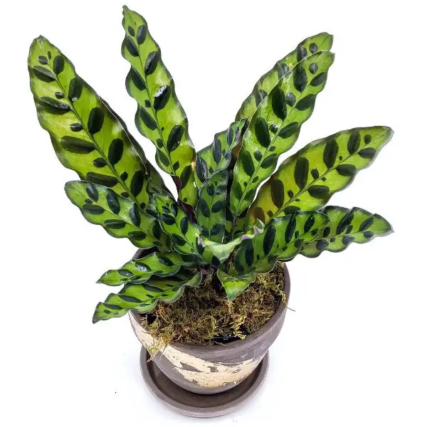 Calathea leaves pointing up